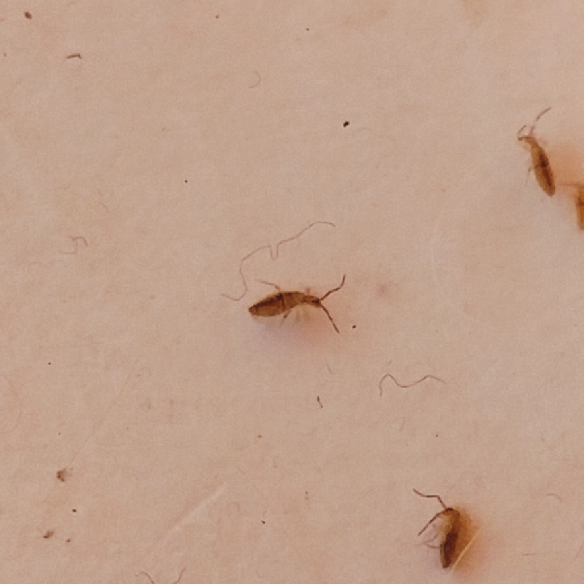 tiny beetles in house florida