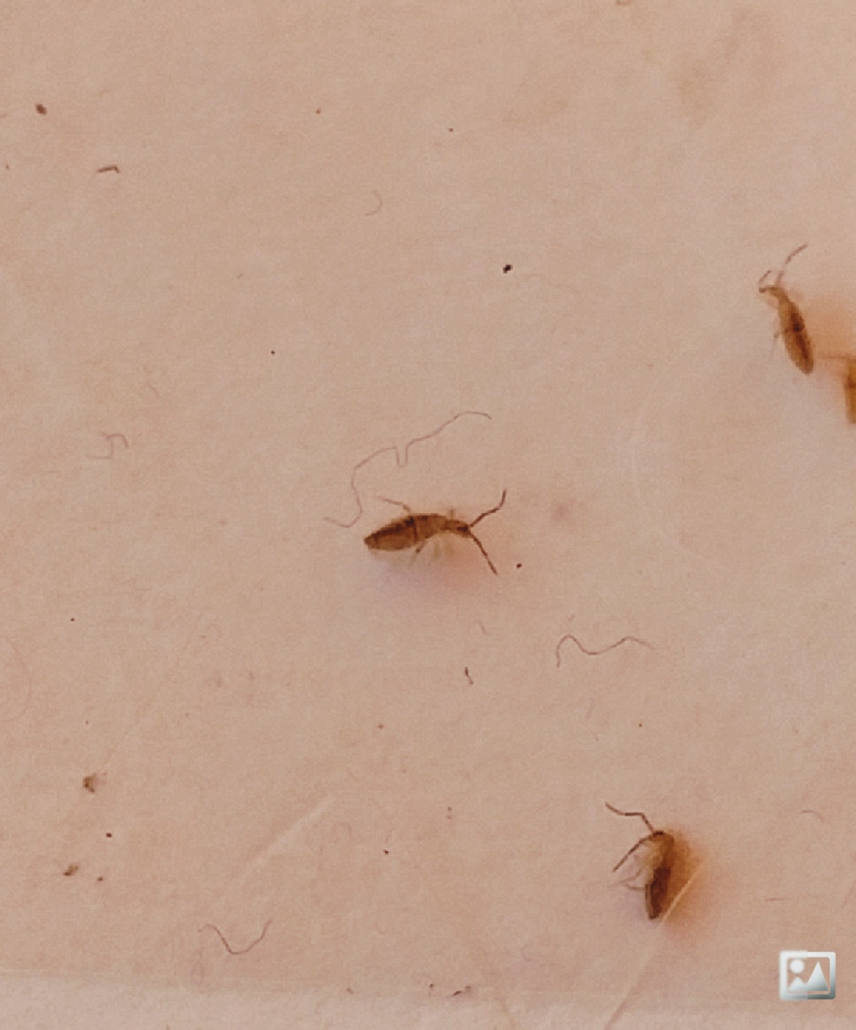 Tiny Brown Bugs In Kitchen   Tiny Brown Bugs 4 X4 