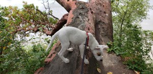 Is My Dog a Pit Bull? - white dog on a fallen tree