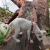 Is My Dog a Pit Bull? - white dog on a fallen tree
