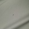 Identifying Small Black Bugs - indistinct photo of a small black bug on a sheet