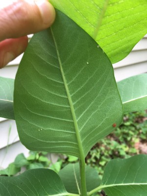 Identifying Insect Eggs on a Milkweed Plant - single white eggs