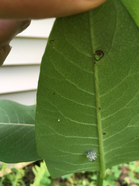 Identifying Insect Eggs on a Milkweed Plant - white egg cluster