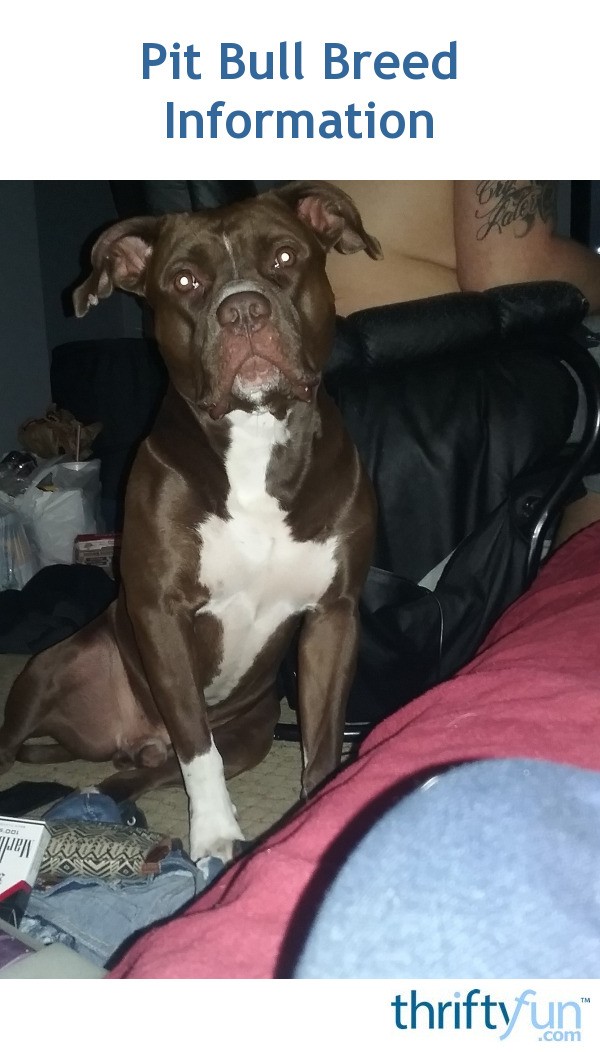 Pit Bull Breed Information? | ThriftyFun