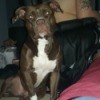 Pit Bull Breed Information - very dark brown or black and white dog