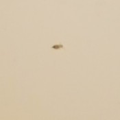 Identifying Household Bugs - indistinct brown bug