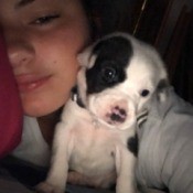 What Breed Is My Dog? - girl and black and white puppy