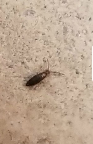 Identifying Very Tiny Bugs in Basement - long brown bug