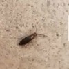 Identifying Very Tiny Bugs in Basement - long brown bug