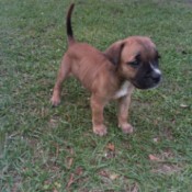 Is My Puppy a Pit Bull?  - brown puppy with black muzzle and white on nose and  chest