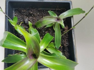 Identifying a Houseplant - green and purple leaved plant with thin shoots