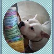 Hardy (Basset Hound/American Bulldog) - white dog with chin resting on a crochet afghan