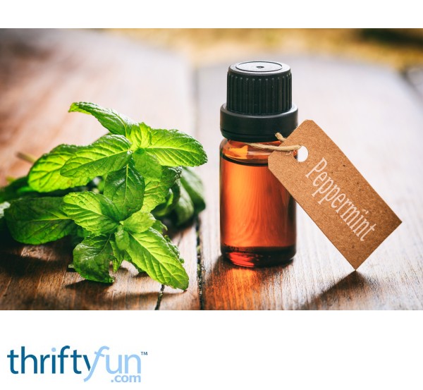 Using Peppermint Oil for Mice Control ThriftyFun