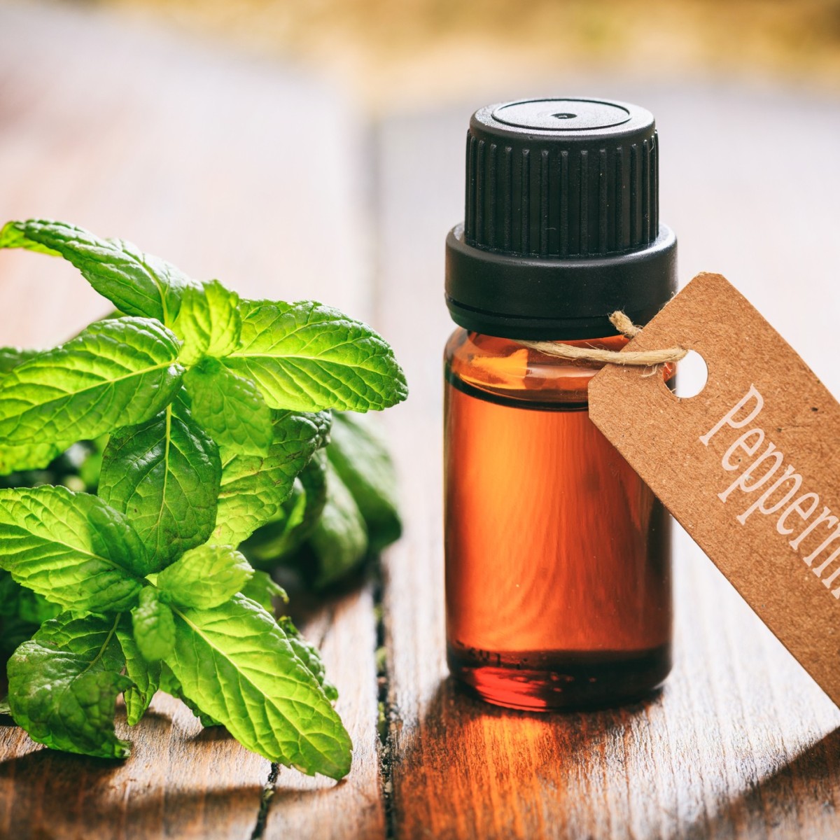 peppermint oil for rats in cars