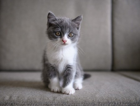 Cute grey and white kitten sitting on a couch.
