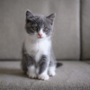 Cute grey and white kitten sitting on a couch.