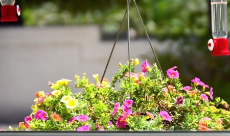 Floating Flower Bed for the Hummingbirds