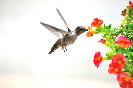 Floating Flower Bed for the Hummingbirds - hummingbird and hanging flower basket