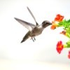 Floating Flower Bed for the Hummingbirds - hummingbird and hanging flower basket