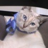 Sapphire (Mixed Breed) - beautiful white cream and gray cat with blue eyes