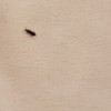 Identifying Small Black Bugs - small, long, black bug