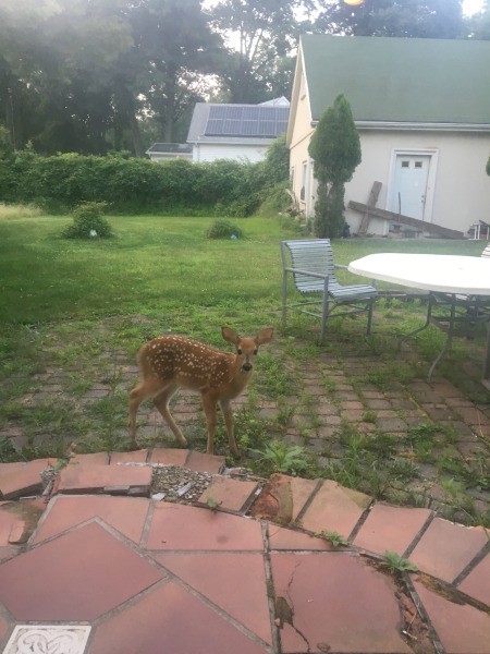 What to Do About an Abandoned Fawn - fawn in back yard