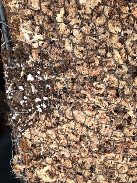 Heart Succulent Wreath - start adding soil