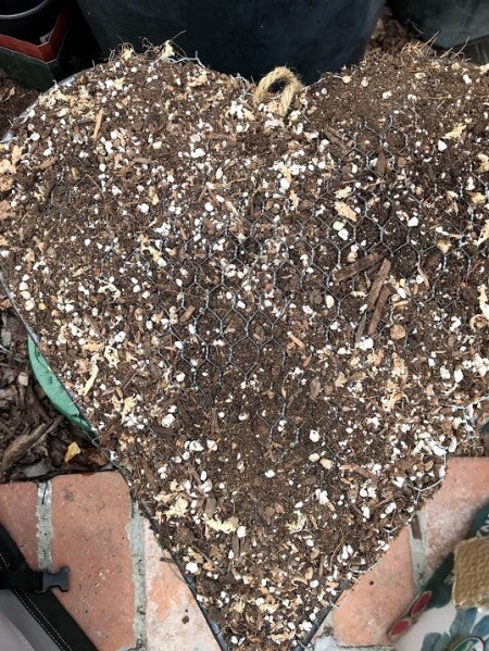 Heart Succulent Wreath - form packed with soil