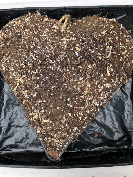 Heart Succulent Wreath - place wreath in tray