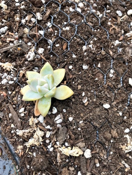 Heart Succulent Wreath - start adding succulents