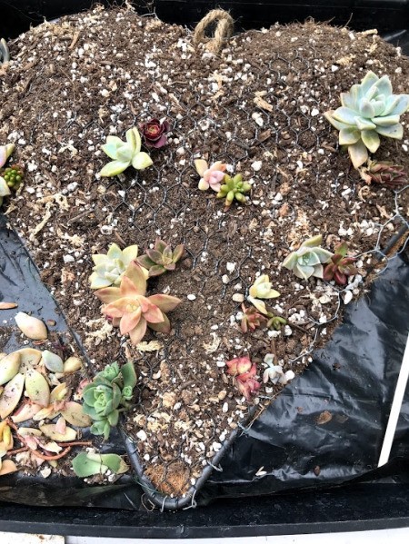 Heart Succulent Wreath - various plantings scattered around the heart