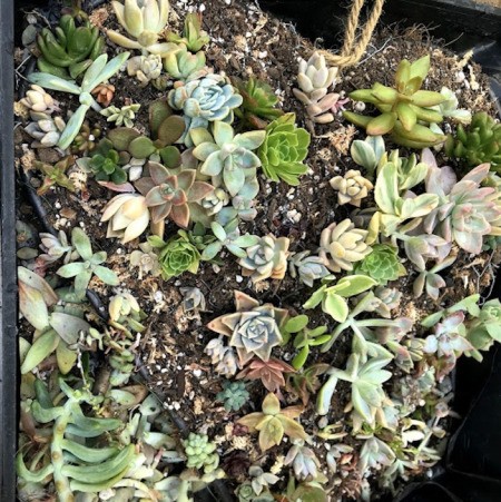 Heart Succulent Wreath - planting continues, filling all of the spaces