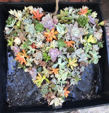 Heart Succulent Wreath - a variety of colors and shapes fill the heart planter