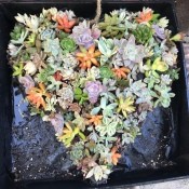 Heart Succulent Wreath - a variety of colors and shapes fill the heart planter