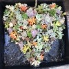 Heart Succulent Wreath - a variety of colors and shapes fill the heart planter