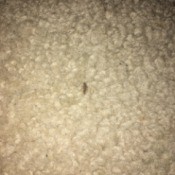 Identifying Tiny Insects - small long insect on carpet