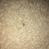 Identifying Tiny Insects - small long insect on carpet