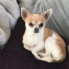 Is My Dog a Full Blooded Chihuahua? - tan and white dog