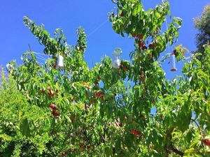 DIY Foil Garden Pest Deterrents - deterrents in a fruit tree