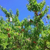 DIY Foil Garden Pest Deterrents - deterrents in a fruit tree