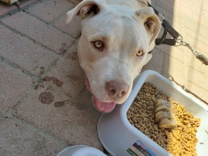 What Breed Is My Dog? - view of a dog's head next to food dish