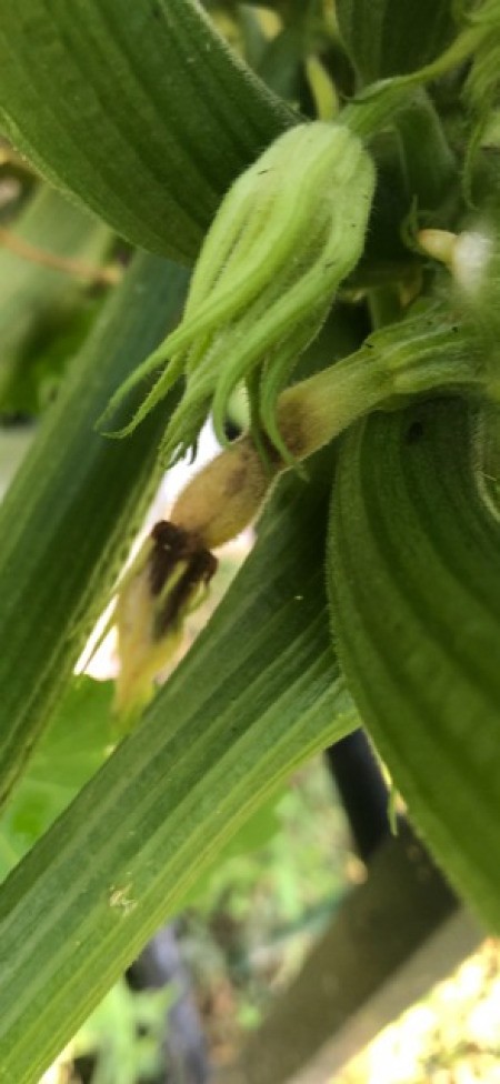 Cantaloupe Blooms But Fruit Dying - new fruit dying
