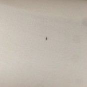 Identifying Small Brown Bugs -long dark bug on sheet