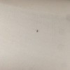 Identifying Small Brown Bugs -long dark bug on sheet