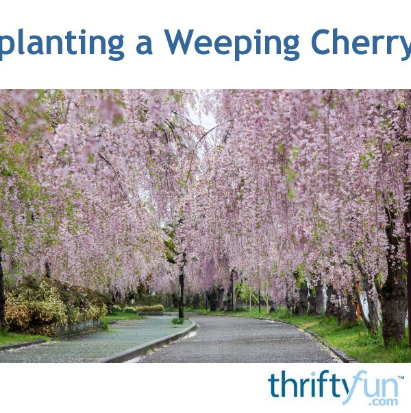 Transplanting a Weeping Cherry Tree ThriftyFun
