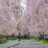 weeping cherry trees in Japan
