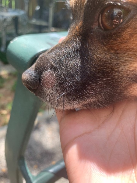 Identifying Lumps on Dog's Snout