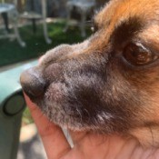Identifying Lumps on Dog's Snout