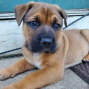 What Breed Is My Dog? - brown puppy with white on chest, dark muzzle, and dark hair on ears and face