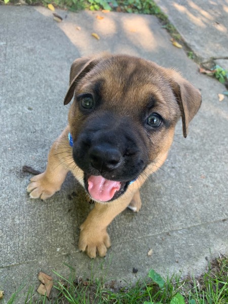 What Breed Is My Dog?